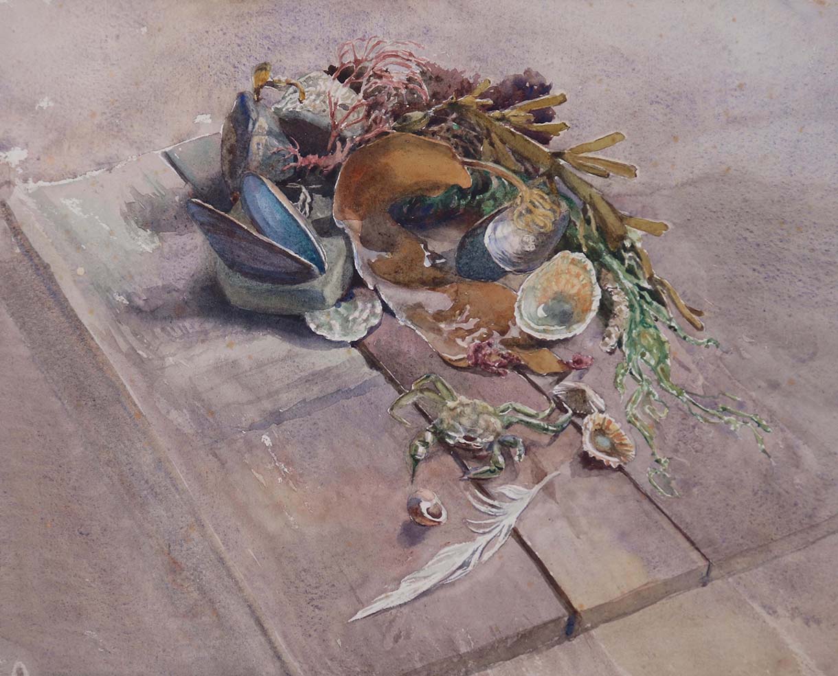 Judith Ackland's watercolour of a variety of seashells
