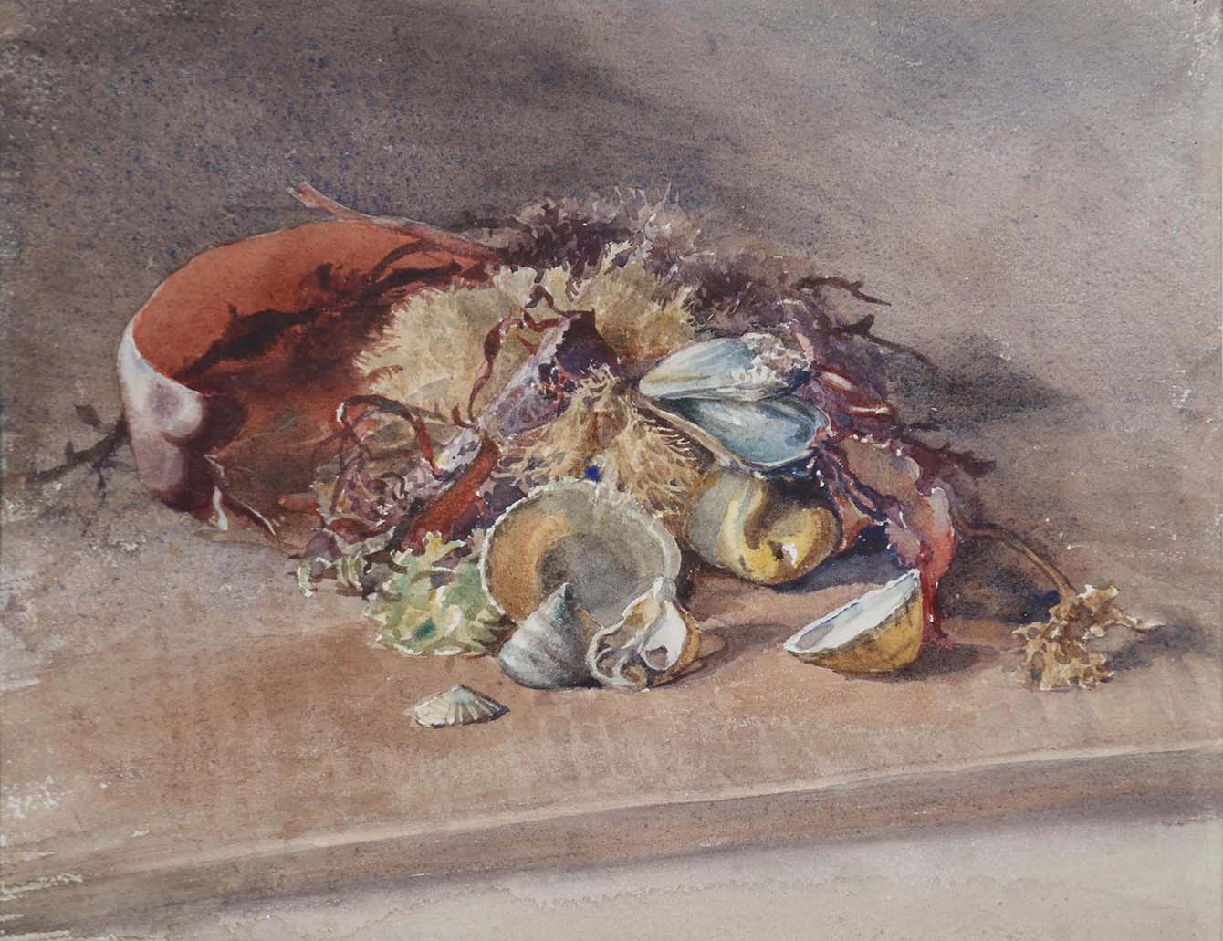 Judith Ackland's watercolour of a variety of seashells